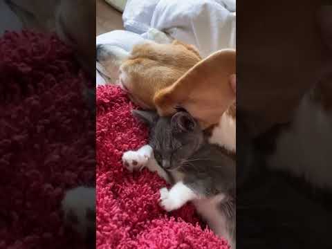 كلب و قط ينمان سوينا  أفضل