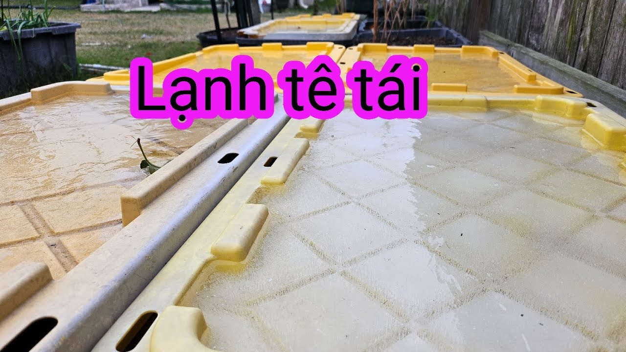 #647: Tình hình khu vườn sau nhà. Lạnh quá trời quá đất luôn, không rơi tuyết mà chỉ đông đá thôi.