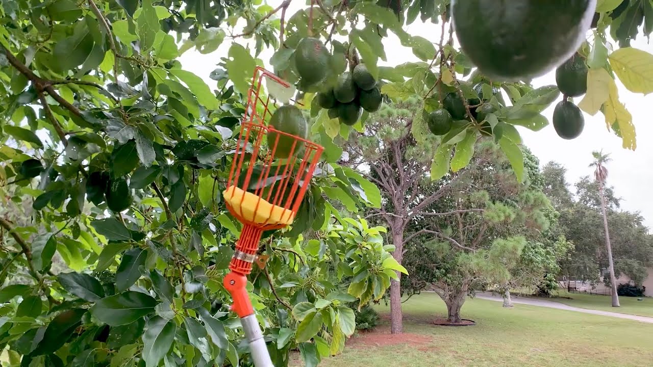 EZ Smart Tools Fruit Picker Demo YouTube Ez smart tools fruit picker demo youtube
