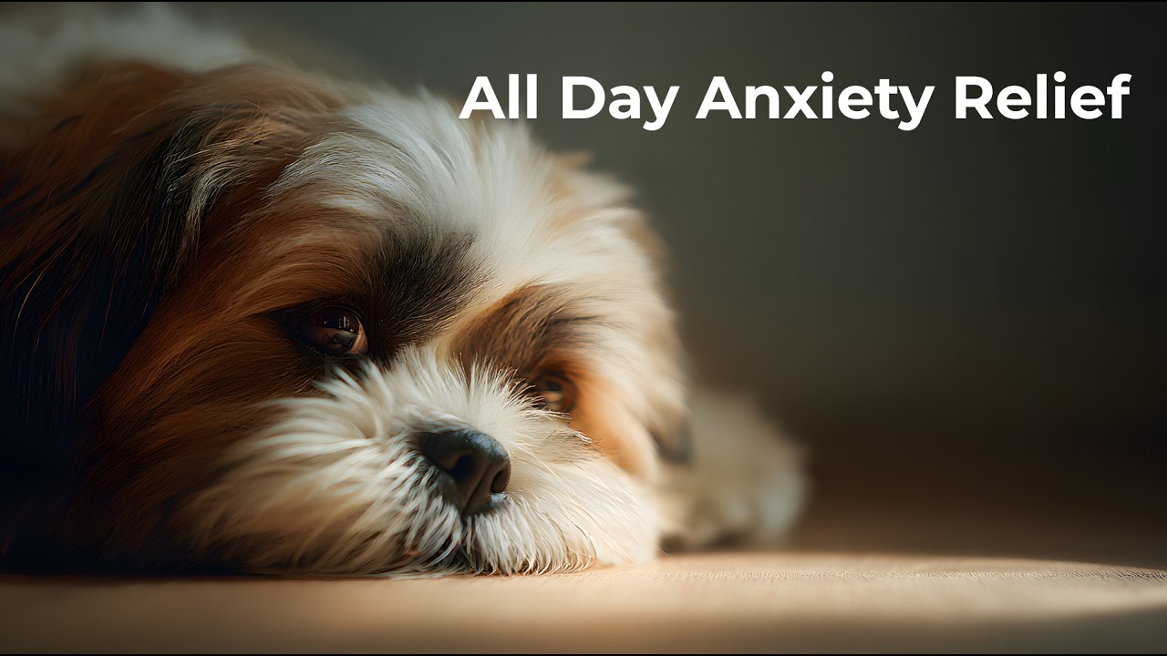 All Day Anxiety Relief 6 Hours