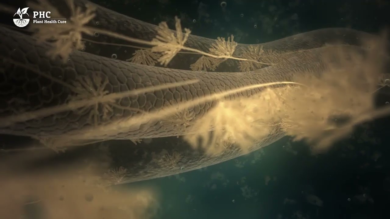 التربة كائن حي يعيش ويتنفس, جولة في عالم الكائنات الحية الدقيقة النافعة #فطر_الميكوريزا