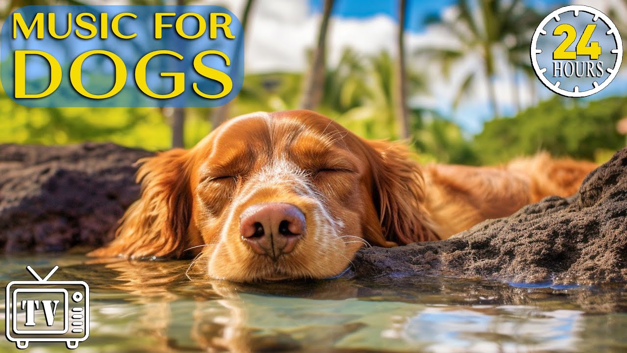 24 Hours Calming Music For Dogs With Anxiety Sleep Music For Anxious 24-hours-calming-music-for-dogs-with-anxiety-sleep-music-for-anxious