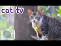 Cat TV: película para gatos a mirar | NUEVO 2020