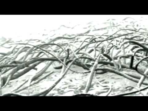 Dir En Grey-glass skin