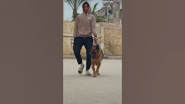مين اقوي الجيرمن شيبرد ولا الروت وايلر 