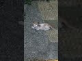 Cat on the street #petlover #catlovers #cutecat #shorts