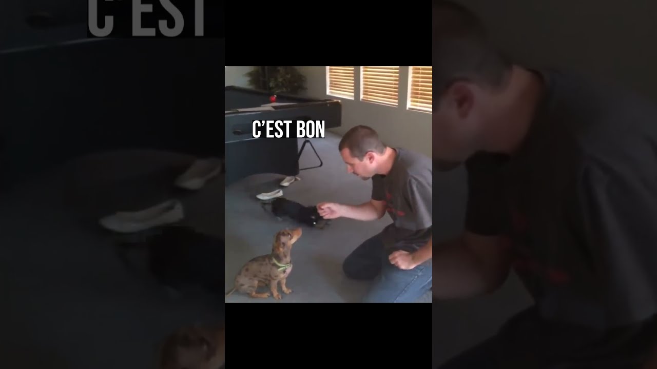 UN CHIEN ET UN COUYON - Drôle D'Animaux
