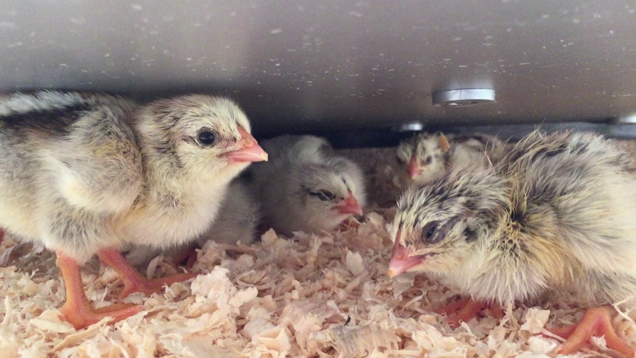 Chicks under the heating plate YouTube
