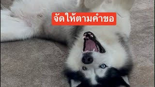 พ่อว่ายังไงจ้าวว่างั้นจัดไปโย่ว