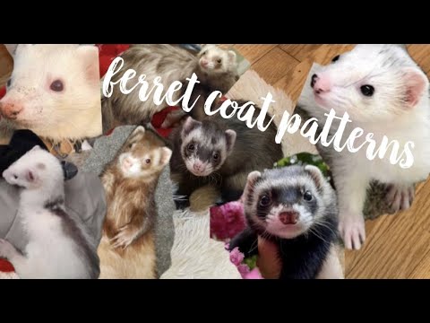 Ferret Coat Colors & Patterns♡