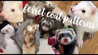Ferret Coat Colors & Patterns♡