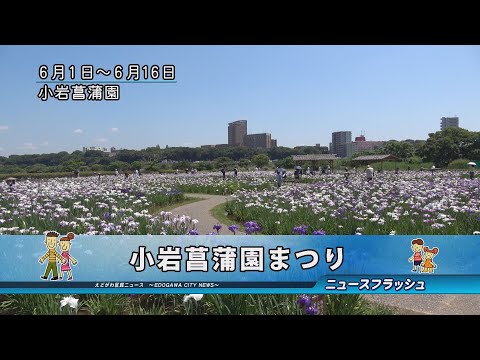 小岩菖蒲園まつり