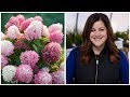 16 Hardy Hydrangea Varieties 🌿💜// Garden Answer