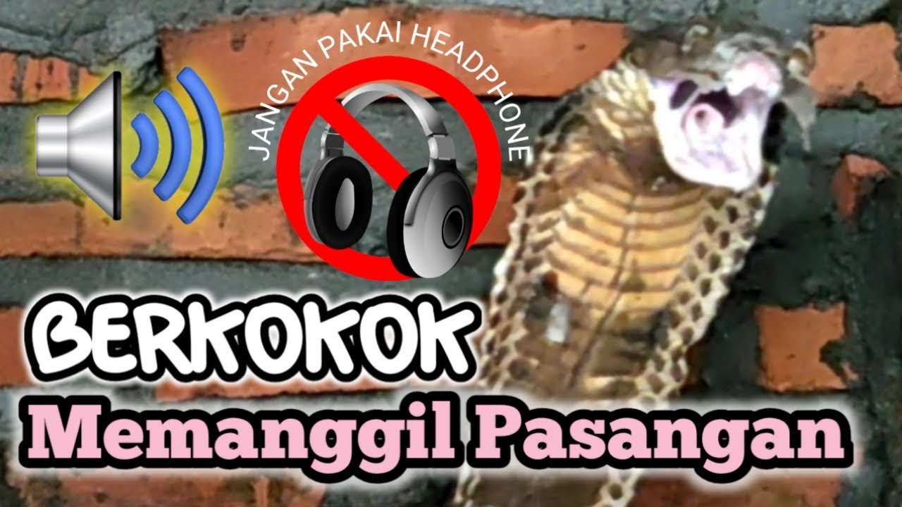 Ular Tedung Selar Berkokok - koritzcy