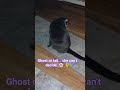 #LunaTheCat #GhostPatrol #HauntedCat #TailChasing #FunnyCats