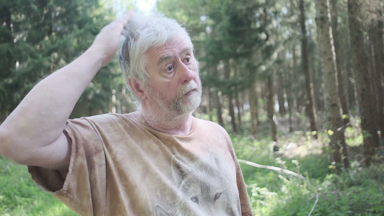 Hybridlærk og europæisk lærk