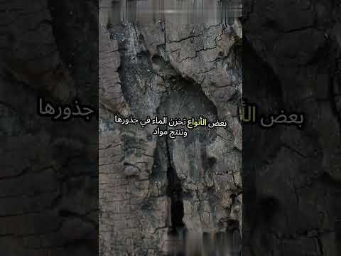 كيف تتكيف أشجار السنط المظلي أسرار شجرة السنط المظلي اكتشف سحرها الفريد