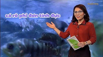 Quy trình tạo giống cá rô phi chất lượng cao