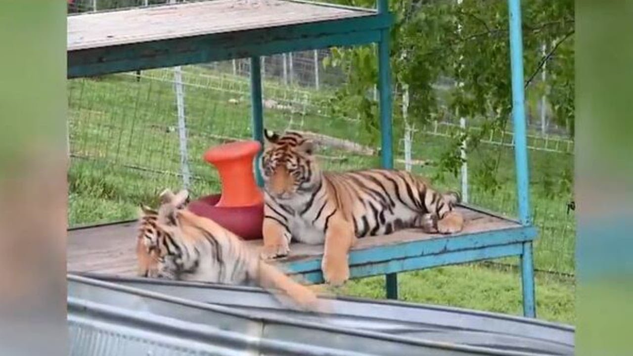 Carole Baskin’s Big Cat Rescue responds to tigers seized in Pahrump