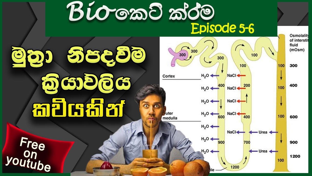 A/L Biology short cuts - Urine production | බහිස්‍රාවය Episode 5 |