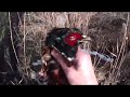 Охота на фазана 2019. С КОЛОКОЛЬЧИКОМ. Лабрадор. Hunting for a wild pheasant with a hand bell.