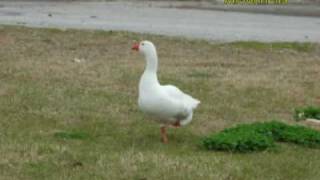 Watch Danny Kaye Little White Duck video