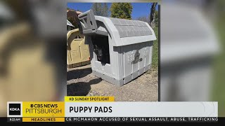KD Sunday Spotlight: Puppy Pads