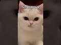 #gatos #cat