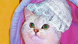 Приколы с детьми и котами Смешные дети и кошки Смешные коты и кошки 2017 🐈 КОТИК СИМКА Magic catsА Приколы с детьми и котами Смешные дети и кошки Смешные коты и кошки 2017 🐈 КОТИК СИМКА Magic catsА