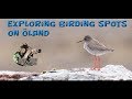 Bird photography -  Northern part of Öland