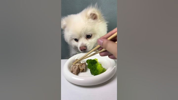 Little dog immersive eating to relieve stress today eat duck meat broccoli.#Duck