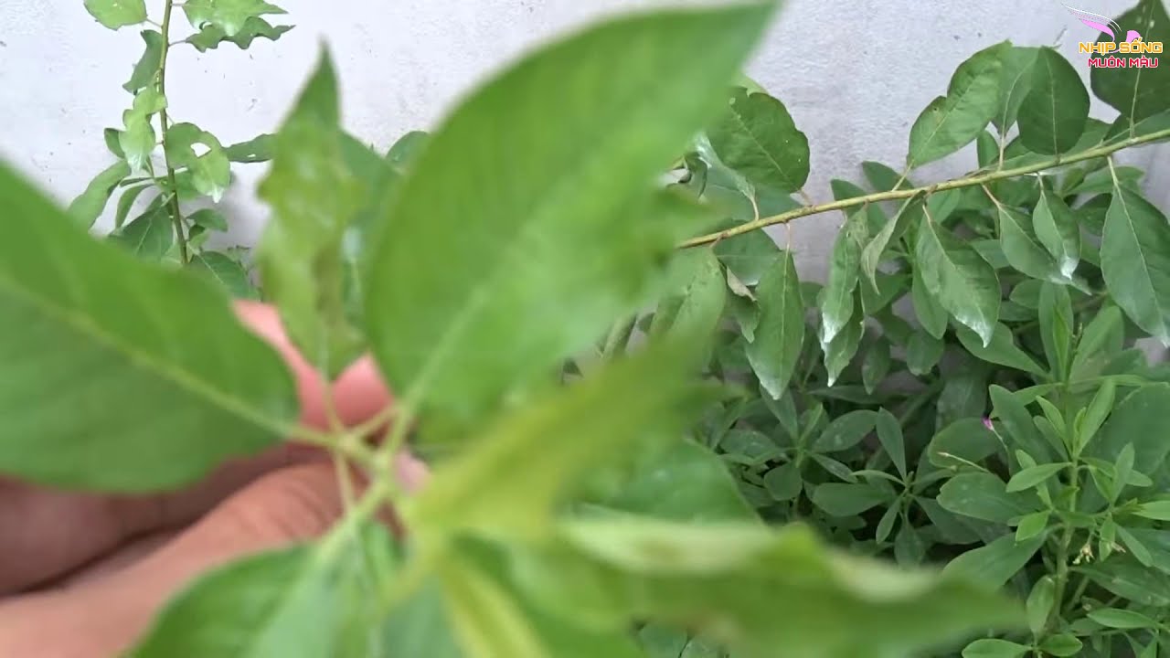 mận hà nội bán ở đâu tphcm New Cây Mận Hà Nội Xanh Tốt Ở Bến Tre