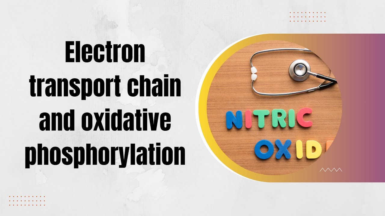 Electron transport chain and oxidative phosphorylation - YouTube