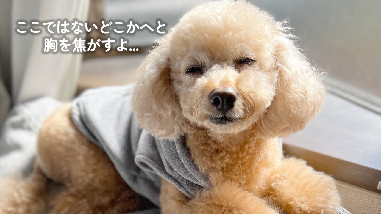 都会はもうこりごりなんです。【大きいトイプードルのわこ】