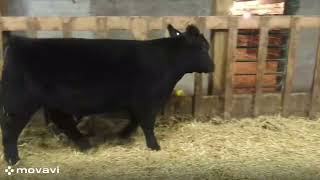 Phillips Cattle Company Tag 131