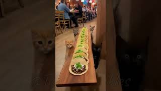 Absolute Unit The Most Whiskered Waitstaff In The Universe