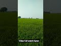 gehun Ke Khet Mein Chiraiya chal rahi hai 10 Chiraiya chal rahi Hamare Tu belt Mein Main unke Khe❤️