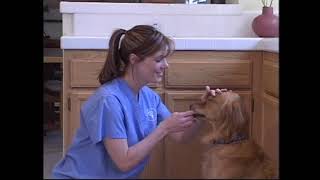 Home Dental Care for Dogs - UC Davis