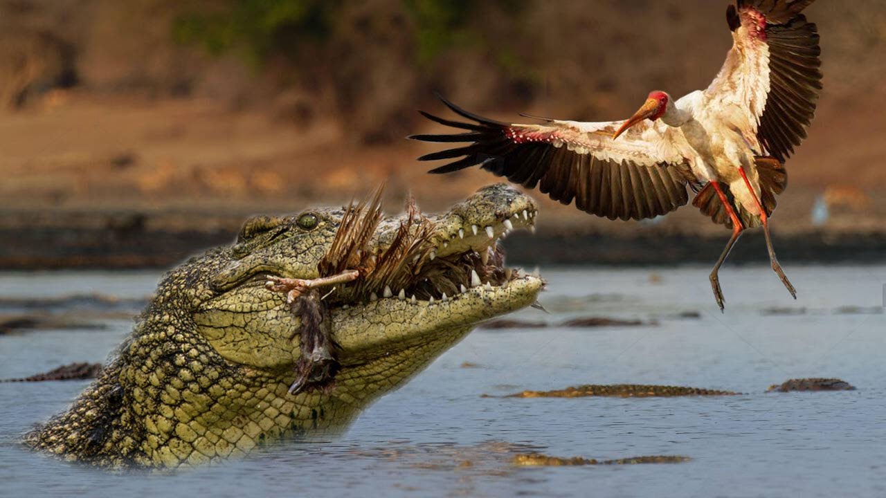 How a Bird escape from Crocodile YouTube