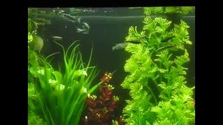 White cloud mountain minnows ...