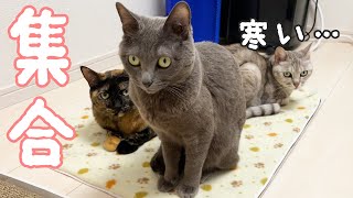 寒くなって猫たちがホットカーペットに大集合しました！！