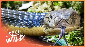 Meet The Animals That Can Predict Earthquakes | 4K