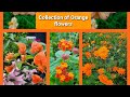 Collection of orange flowers