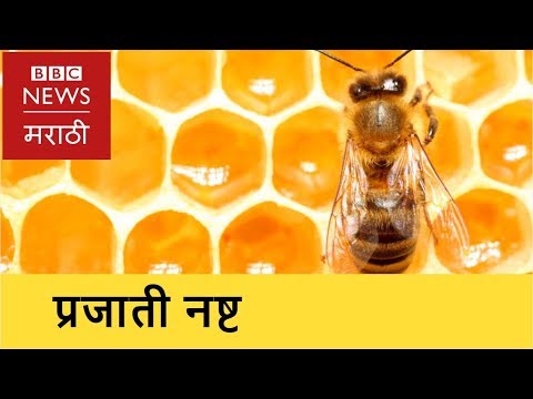 Two Species of Honeybee Going Extinct in Pakistan । मधमाशांच्या या प्रजाती होतायत नष्ट