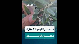 "إذا لم تعالج الثمار المتبقية لن يبقى لا زيت ولا زيتون".. حشرة البسيلا ترهق مزارعي الزيتون في إدلب