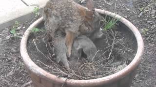 A Pot of Baby Bunnies Nursing