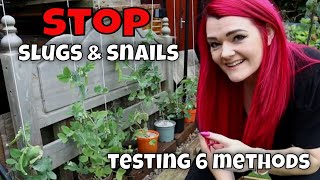 Testing 6 Natural Deterrents For Slug & Snail Control In The Garden Moggyboxcraft