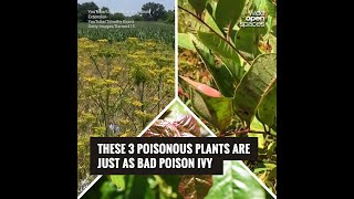 These 3 Poisonous Plants Are Just as Bad Poison Ivy