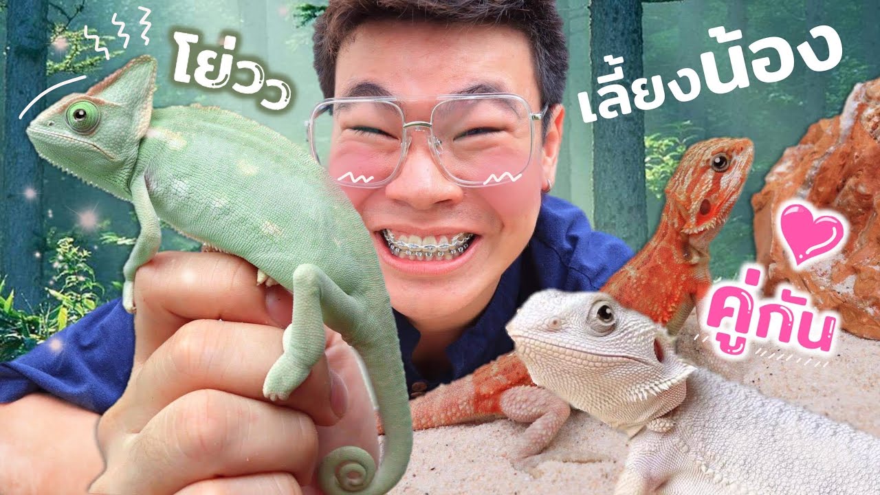 ลูกกิ้งก่า Update ก็ผมเป็นมือใหม่ หัดเลี้ยงกิ้งก่าอะครับ??! แอบเอากิ้งก่ามาเพิ่ม 🤫