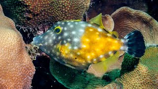 Facts: The Whitespotted Filefish